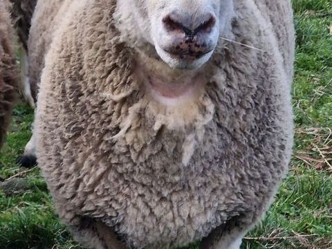 B&eacute;lier 1 87120 Nedde