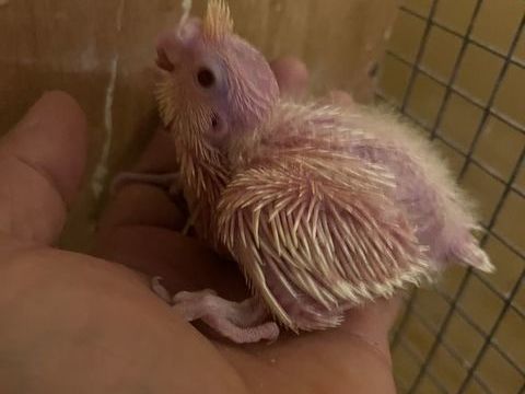 Calopsitte 70 67310 Wasselonne