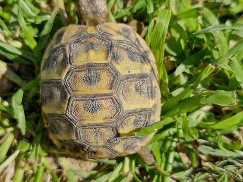 tortue de terre &acirc;g&eacute;e de 1 an 60 34400 Lunel