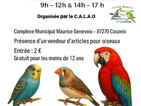 Bourse exposition d'oiseaux CALAO Couzeix 87 2 87270 Couzeix