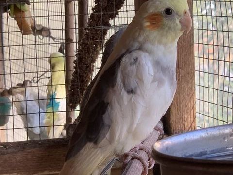 Jeunes Calopsittes 20 83660 Carnoules