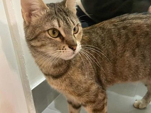 Riley, petite boule d'amour en qu&ecirc;te de sa famille pour la vie 180 75013 Paris