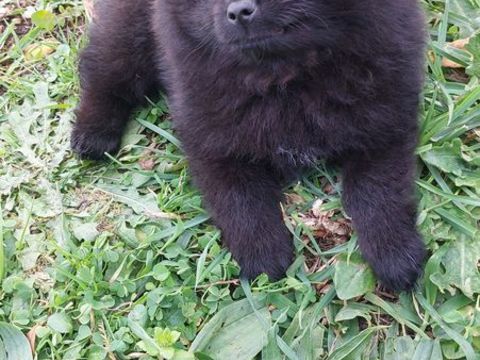 Spitz nain 1000 64150 Lagor