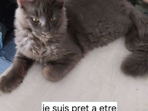 Adorable chaton  pure race Maine coon 950 31570 Sainte-foy-d'aigrefeuille