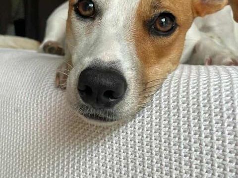 Aby la petite Chipie 300 60112 Bonni�res