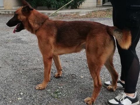 AZZARO, berger allemand, 2 ans  200 34000 Montpellier