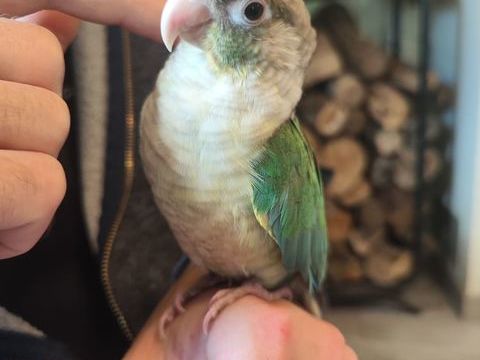 Conure de molina eam 300 34750 Villeneuve-l�s-maguelone