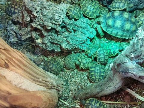 Tortue de terre hermann 30 84550 Mornas