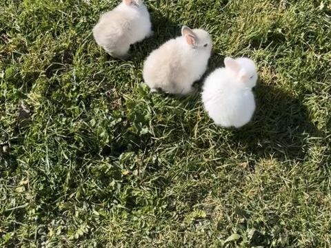 Magnifique lapin extra nain 
M&acirc;le et femelle 
30 37300 Jou�-l�s-tours