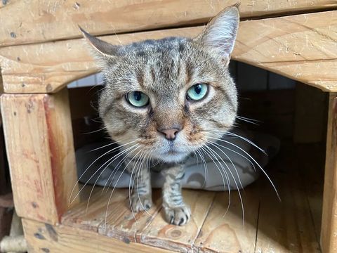 Peperonni 200 26700 Pierrelatte