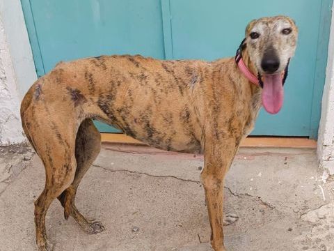 SIMU 320 27620 Gasny