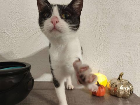 Piuma, chatte noire et blanche &agrave; adopter 230 18130 Bussy