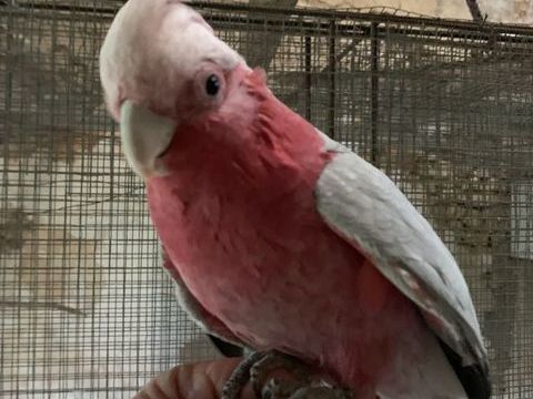 cacatoes rosalbin perroquet 900 86000 Poitiers