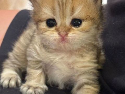 5 adorables chatons British Longhair avec pedigree loof.  1800 75116 Paris
