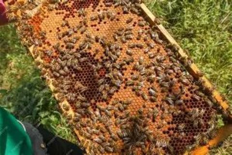 Essaims d'abeilles hivern&eacute;s 140 67310 Scharrachbergheim-irmstett