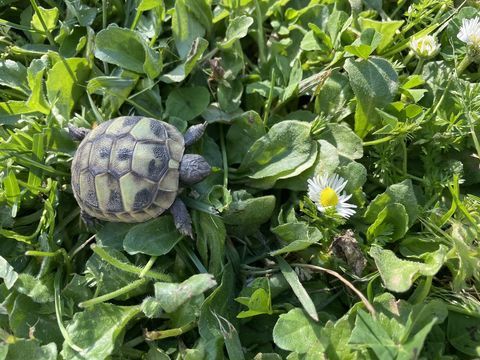 B&eacute;b&eacute; tortue terrestre 80 17340 Ch�telaillon-plage