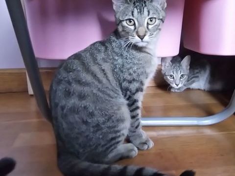 Kaito, européen tigré, 8 mois 150 78000 Versailles