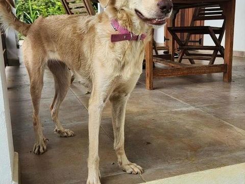 Suzie la belle et douce louloute 350 45500 Arrabloy