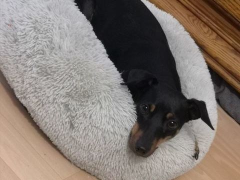 Pinscher moyen 0 51100 Reims