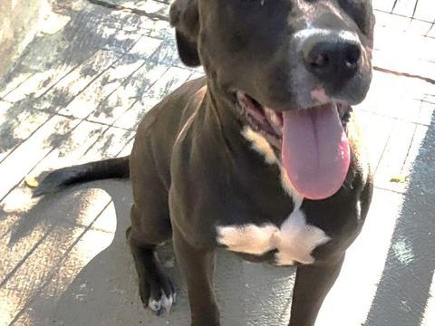 AMANDINE, chienne type dogue allemand, 1 an 200 34500 Bziers