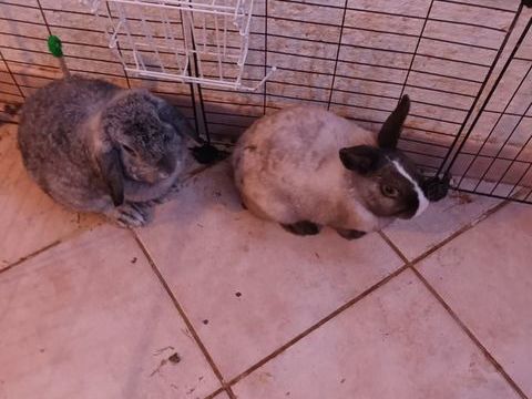  lapins nains. 2 femelles et 1 m&acirc;le. 0 71460 Saint-gengoux-le-national