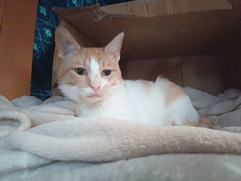 SYDNEY, jolie chatte rousse et blanche 0 64200 Biarritz
