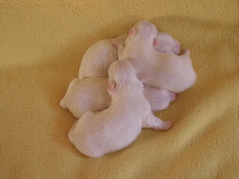 Magnifiques Chiots Bichons Maltais. 900 74490 Saint-jeoire