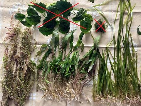 Plantes d'Aquarium : 18x Rotala Red, 40x Cryptocoryne, 40x V 1 67170 Brumath