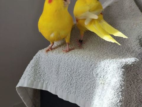 Kakariki 50 11600 Salsigne