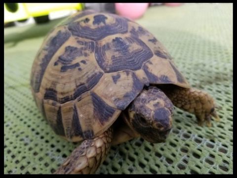 Tortue Graeca m&acirc;le/ femelle. 170 83300 Draguignan