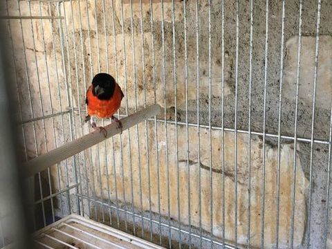  tarin du Venezuela 50 16260 Chasseneuil-sur-bonnieure