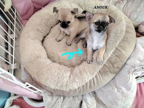 Chiots Chihuahuas 850 30340 Rousson