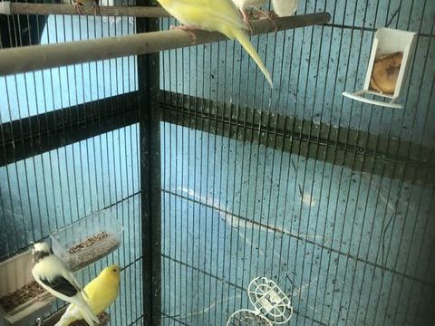 Canaris 20 17120 Semussac