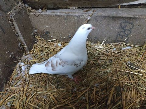 Pigeonneaux de chair 6 67160 Schleithal