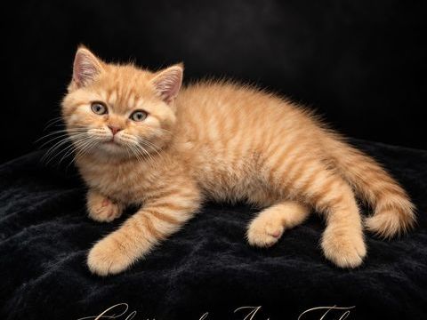 Chaton m&acirc;le Roux British Shorthair LOOF 1900 68760 Willer-sur-thur