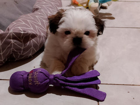SHIH TZU  d'AMOUR 1000 71620 Damerey