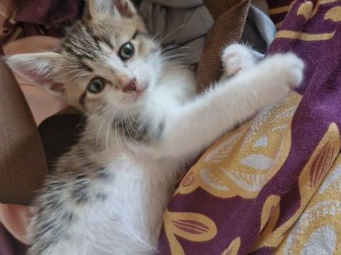Chaton adorable tr&egrave;s joueurs doux et calin 0 93600 Aulnay-sous-bois