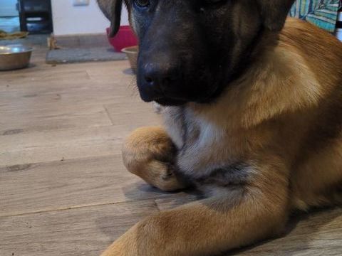 BALOU croisé berger né le 30/06/2025 300 44370 Loireauxence