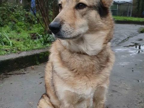 Taiga, chienne loup tch&egrave;que &agrave; adopter 230 44220 Cou�ron