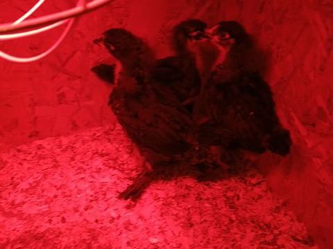 Poulette marans 10 14260 Le mesnil-auzouf