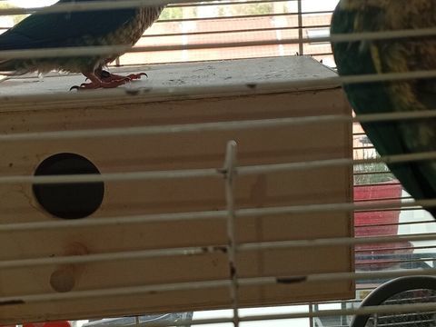 Conoru oiseaux 150 62110 Hénin-beaumont