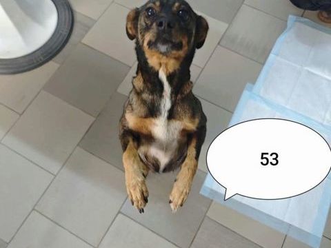 Fouine à l'adoption 300 34000 Montpellier