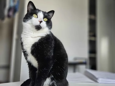 Nimbus 190 44000 Nantes