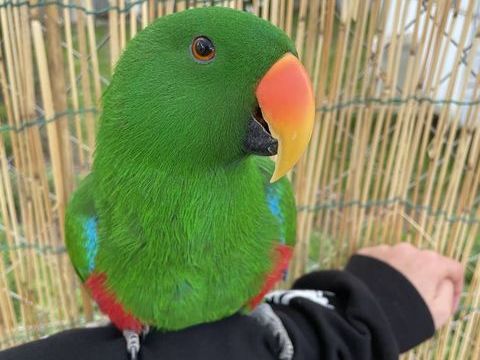 Grand Eclectus 
700 17600 Saujon