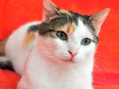 Chat AIMY à l adoption 200 26000 Valence