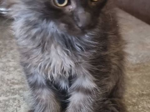 Maine coon 800 78980 Saint-illiers-le-bois