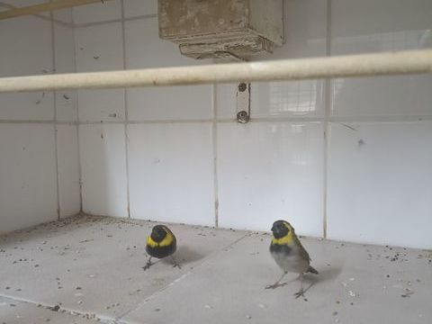 LOT PETIT CHANTEUR DE CUBA 100 09400 Tarascon-sur-arige