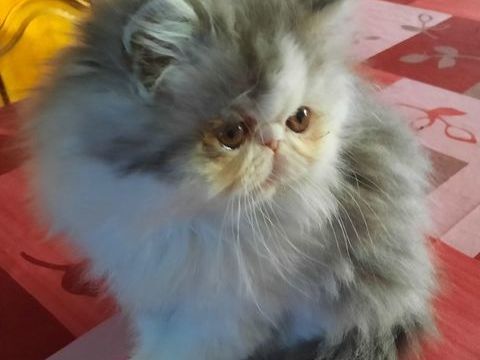 chaton persan 950 64121 Serres-castet