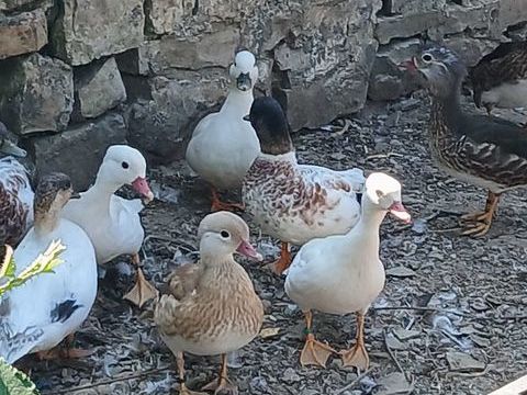 Canard mandarin 1 14310 Villers-bocage