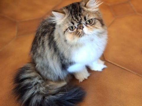 CHATONS PERSAN  DISPONIBLES DE SUITE 1000 30340 Rousson